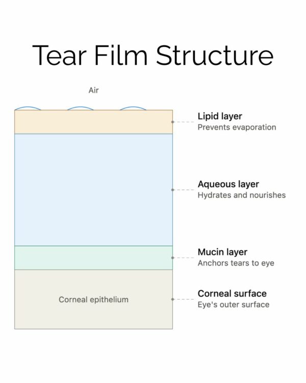 tear film structure