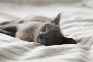 Sleeping gray cat