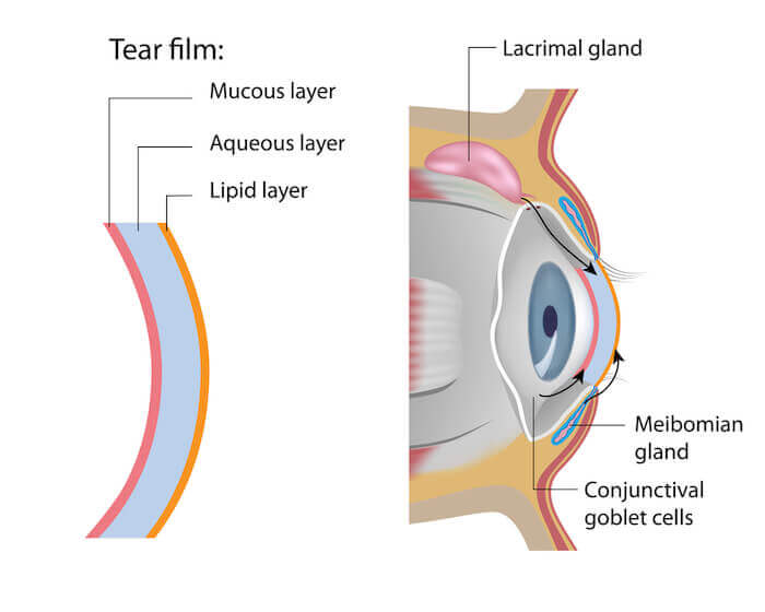 Meibomian gland and tear film diagram