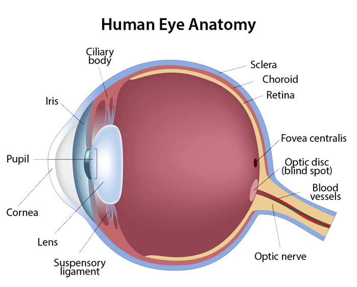 Diagram of Eye Anatomy