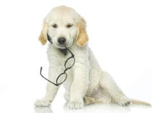 Puppy with eyeglasses in mouth
