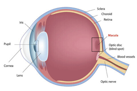 Eye diagram showing Macular